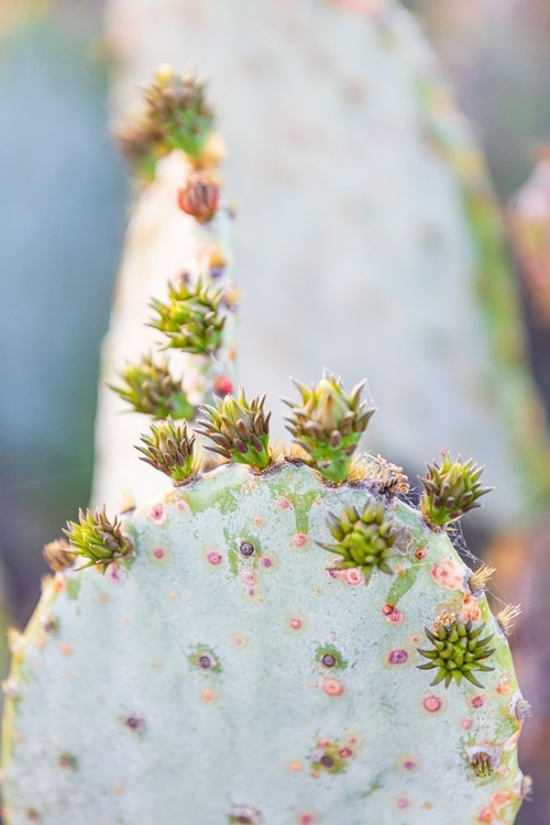 Picture of LLANO-TEXAS-USA-PRICKLY PEAR CACTUS IN THE TEXAS HILL COUNTRY