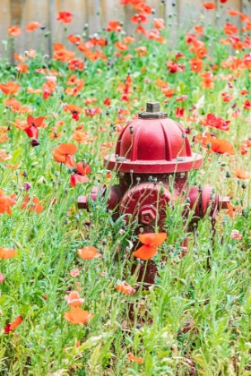 Picture of CASTROVILLE-TEXAS-USA-POPPIES AND FIRE HYDRANT IN THE TEXAS HILL COUNTRY