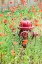Picture of CASTROVILLE-TEXAS-USA-POPPIES AND FIRE HYDRANT IN THE TEXAS HILL COUNTRY