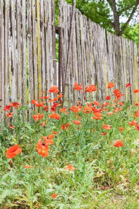 Picture of CASTROVILLE-TEXAS-USA-POPPIES AND WOODEN FENCE IN THE TEXAS HILL COUNTRY