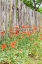Picture of CASTROVILLE-TEXAS-USA-POPPIES AND WOODEN FENCE IN THE TEXAS HILL COUNTRY