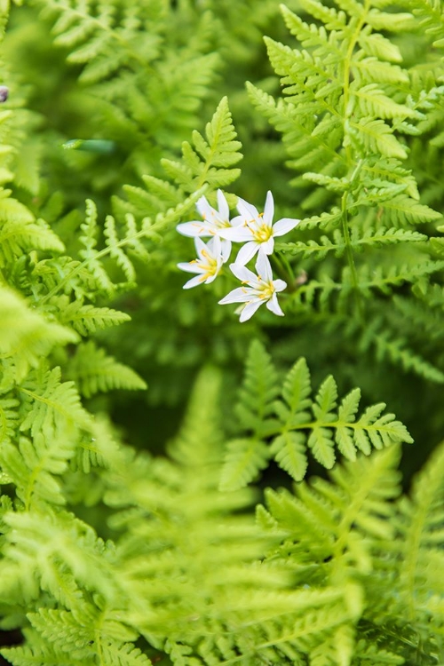 Picture of CASTROVILLE-TEXAS-USA-FERNS IN THE TEXAS HILL COUNTRY