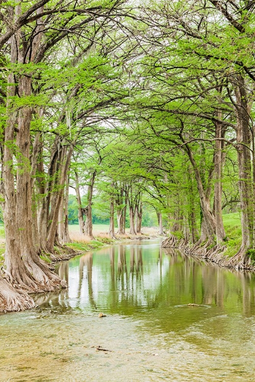 Picture of WARING-TEXAS-USA-TREES ALONG THE GUADALUPE RIVER IN THE TEXAS HILL COUNTRY