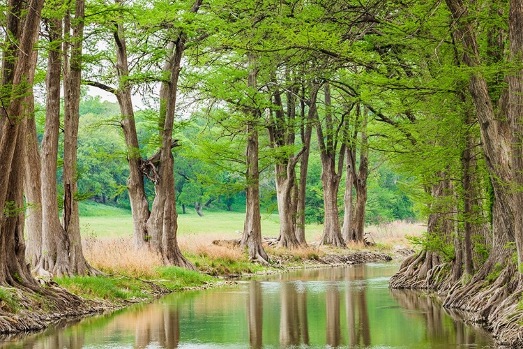 Picture of WARING-TEXAS-USA-TREES ALONG THE GUADALUPE RIVER IN THE TEXAS HILL COUNTRY