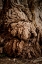 Picture of USA-UTAH-TORREY CAPITOL REEF NATIONAL PARK-THE MAIL TREE-FREMONT COTTONWOOD