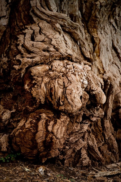 Picture of USA-UTAH-TORREY CAPITOL REEF NATIONAL PARK-THE MAIL TREE-FREMONT COTTONWOOD