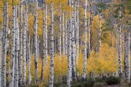 Picture of USA-UTAH-ASHLEY NATIONAL FOREST ASPEN FOREST IN AUTUMN