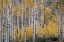 Picture of USA-UTAH-ASHLEY NATIONAL FOREST ASPEN FOREST IN AUTUMN