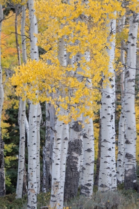 Picture of USA-UTAH-ASHLEY NATIONAL FOREST ASPEN FOREST IN AUTUMN
