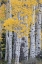 Picture of USA-UTAH-ASHLEY NATIONAL FOREST ASPEN FOREST IN AUTUMN