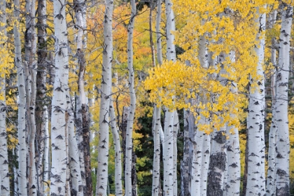 Picture of USA-UTAH-ASHLEY NATIONAL FOREST ASPEN FOREST IN AUTUMN