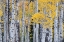 Picture of USA-UTAH-ASHLEY NATIONAL FOREST ASPEN FOREST IN AUTUMN
