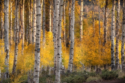Picture of USA-UTAH-ASHLEY NATIONAL FOREST ASPEN FOREST IN AUTUMN