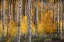 Picture of USA-UTAH-ASHLEY NATIONAL FOREST ASPEN FOREST IN AUTUMN