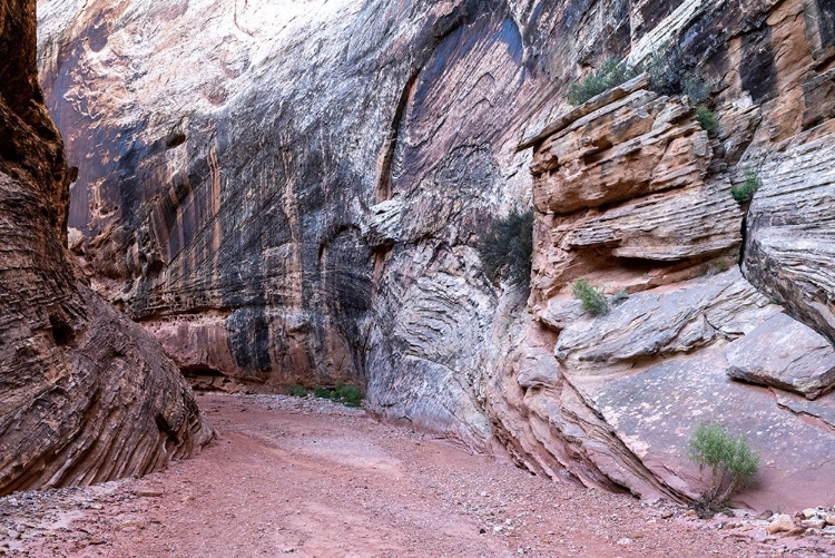 Picture of USA-UTAH-GRAND WASH-CAPITOL REEF NATIONAL PARK