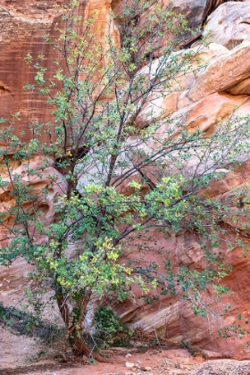 Picture of USA-UTAH-GRAND WASH-CAPITOL REEF NATIONAL PARK SINGLE-LEAF ASH TREE IN FRONT OF SANDSTONE WALL
