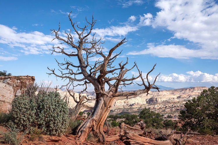 Picture of USA-UTAH-CAPITOL REEF NATIONAL PARK DEAD JUNIPER TREE