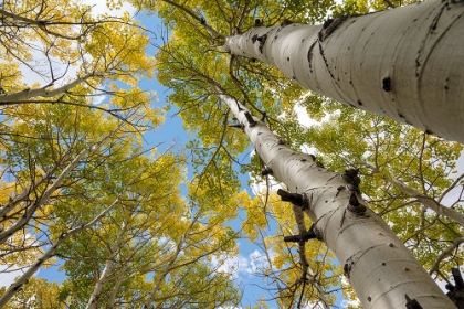 Picture of USA-UTAH DIXIE NATIONAL FOREST LOOKING UP AT TALL ASPENS