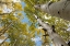 Picture of USA-UTAH DIXIE NATIONAL FOREST LOOKING UP AT TALL ASPENS