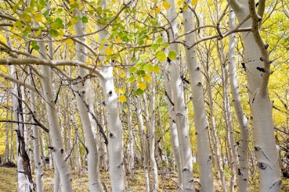 Picture of USA-UTAH DIXIE NATIONAL FOREST GROVE OF ASPENS IN FALL COLORS