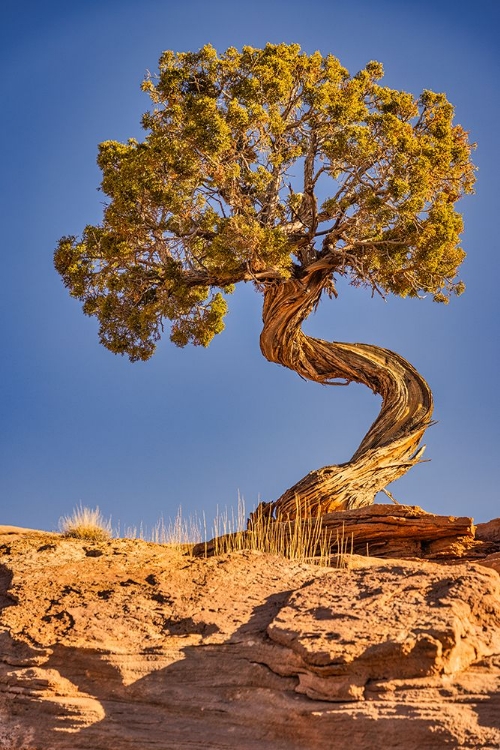 Picture of DEAD HORSE POINT-CANYONLANDS NATIONAL PARK-UTAH