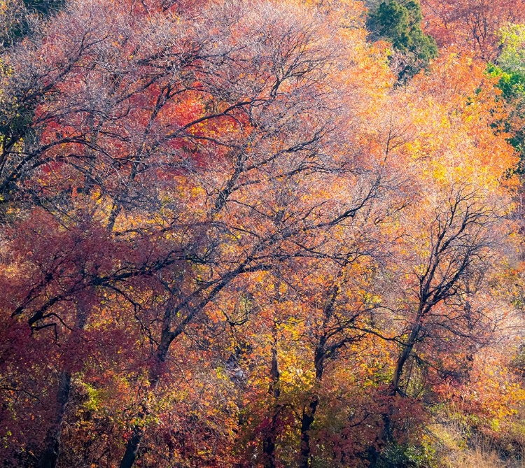 Picture of USA-UTAH-EAST OF LOGAN ON HIGHWAY 89 FALL COLOR ON CANYON MAPLE