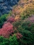 Picture of USA-UTAH-EAST OF LOGAN ON HIGHWAY 89 FALL COLOR ON CANYON MAPLE