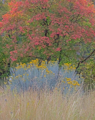 Picture of USA-UTAH-EAST OF LOGAN ON HIGHWAY 89 FALL COLOR CANYON MAPLE AND RABBIT BUSH