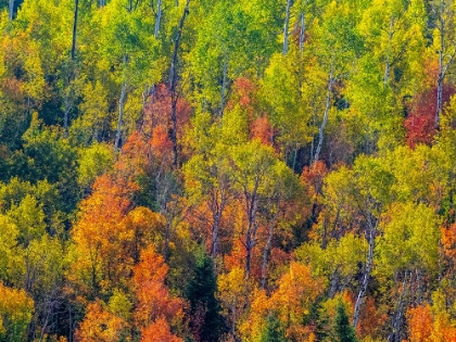 Picture of USA-UTAH-EAST OF LOGAN ON HIGHWAY 89 FALL COLOR CANYON MAPLE AND ASPENS