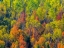 Picture of USA-UTAH-EAST OF LOGAN ON HIGHWAY 89 FALL COLOR CANYON MAPLE AND ASPENS