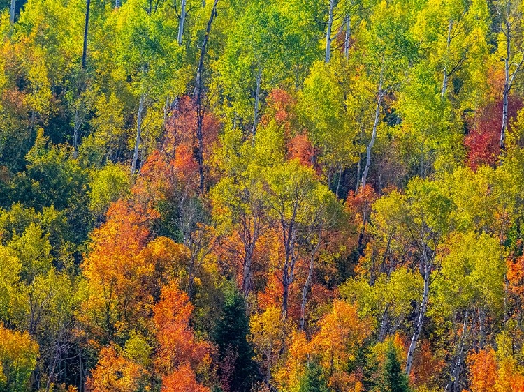 Picture of USA-UTAH-EAST OF LOGAN ON HIGHWAY 89 FALL COLOR CANYON MAPLE AND ASPENS