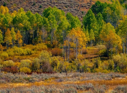 Picture of USA-UTAH-EAST OF LOGAN ON HIGHWAY 89 FALL COLOR ASPENS NEAR LOGAN PASS