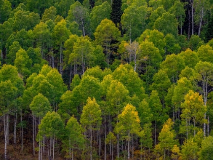 Picture of USA-UTAH-EAST OF LOGAN ON HIGHWAY 89 AND ASPEN GROVE STILL GREEN