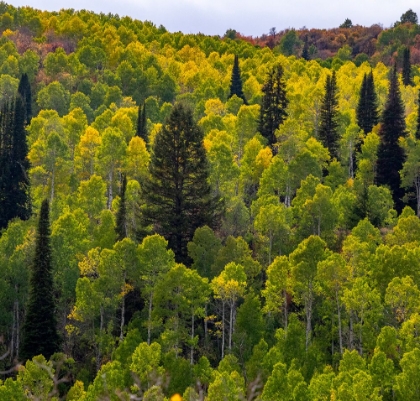 Picture of USA-UTAH-EAST OF LOGAN ON HIGHWAY 89 AND ASPEN GROVE STILL GREEN