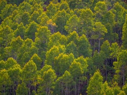 Picture of USA-UTAH-EAST OF LOGAN ON HIGHWAY 89 AND ASPEN GROVE STILL GREEN