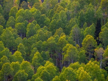 Picture of USA-UTAH-EAST OF LOGAN ON HIGHWAY 89 AND ASPEN GROVE STILL GREEN