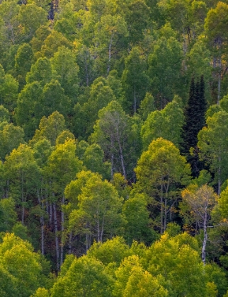 Picture of USA-UTAH-EAST OF LOGAN ON HIGHWAY 89 AND ASPEN GROVE STILL GREEN