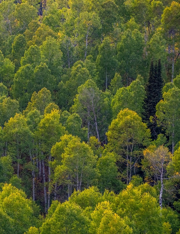 Picture of USA-UTAH-EAST OF LOGAN ON HIGHWAY 89 AND ASPEN GROVE STILL GREEN