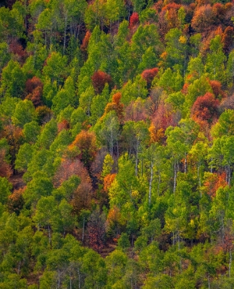 Picture of USA-UTAH-EAST OF LOGAN ON HIGHWAY 89 AND ASPEN GROVE AND CANYON MAPLE IN AUTUMN COLORS