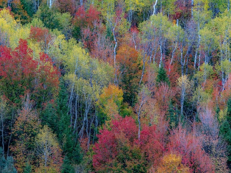 Picture of USA-UTAH-EAST OF LOGAN ON HIGHWAY 89 AND ASPEN GROVE AND CANYON MAPLE IN AUTUMN COLORS