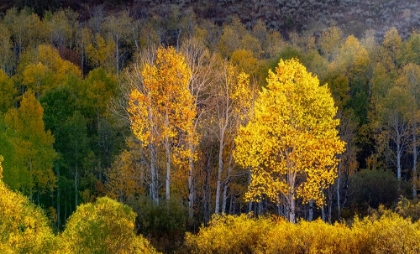 Picture of USA-UTAH-EAST OF LOGAN ON HIGHWAY 89 AND ASPENS IN FALL COLOR WITH BACK LIGHTING AND SUN BEAM