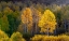 Picture of USA-UTAH-EAST OF LOGAN ON HIGHWAY 89 AND ASPENS IN FALL COLOR WITH BACK LIGHTING AND SUN BEAM