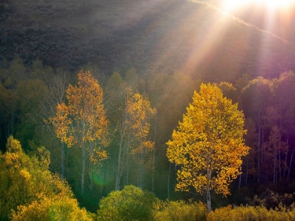 Picture of USA-UTAH-EAST OF LOGAN ON HIGHWAY 89 AND ASPENS IN FALL COLOR WITH BACK LIGHTING AND SUN BEAM