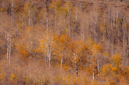 Picture of USA-UTAH-WOODRUFF ASPEN TREES ALONG HIGHWAY 39