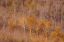 Picture of USA-UTAH-WOODRUFF ASPEN TREES ALONG HIGHWAY 39