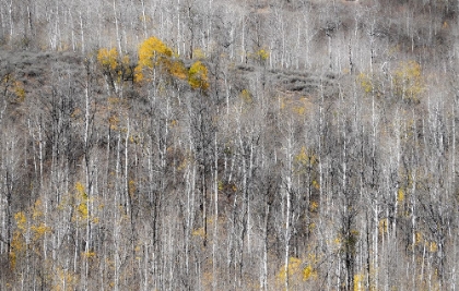 Picture of USA-UTAH-WOODRUFF ASPEN TREES ALONG HIGHWAY 39