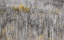Picture of USA-UTAH-WOODRUFF ASPEN TREES ALONG HIGHWAY 39