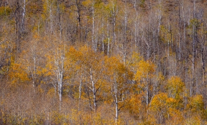 Picture of USA-UTAH-WOODRUFF ASPEN TREES ALONG HIGHWAY 39