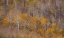 Picture of USA-UTAH-WOODRUFF ASPEN TREES ALONG HIGHWAY 39
