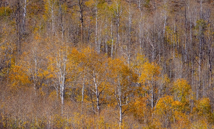 Picture of USA-UTAH-WOODRUFF ASPEN TREES ALONG HIGHWAY 39